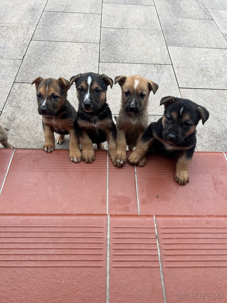 Predám Šteniatka - 3