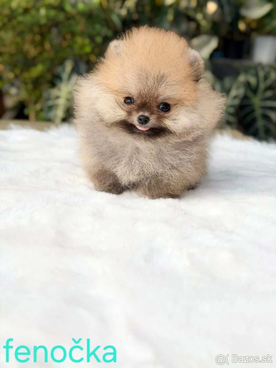 Pomeranian mini - 3