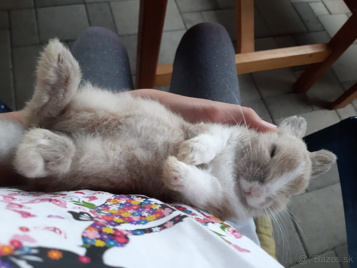 darujem králika - 3