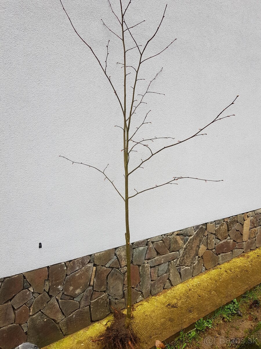 Lipa, lieska, hrab, buk - 3