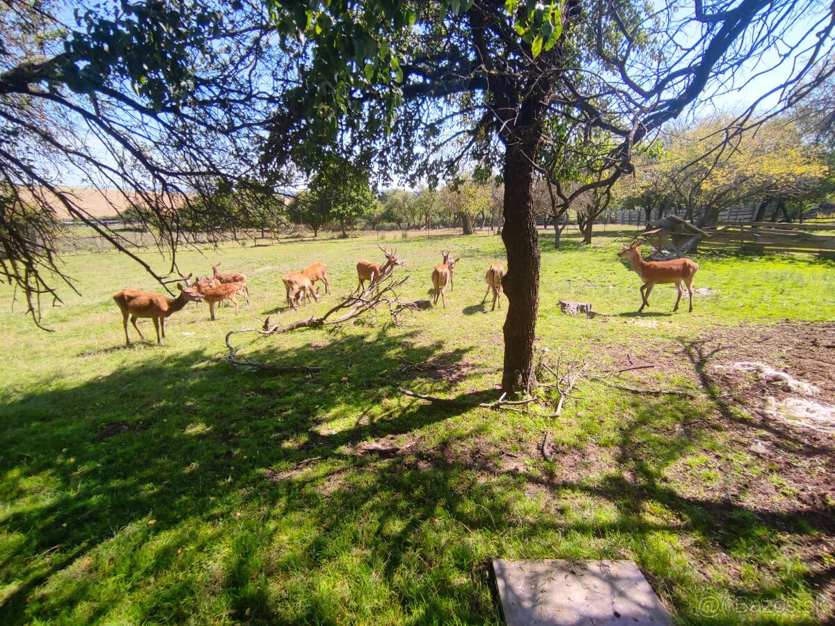 Predám Karpatské jelene - 3