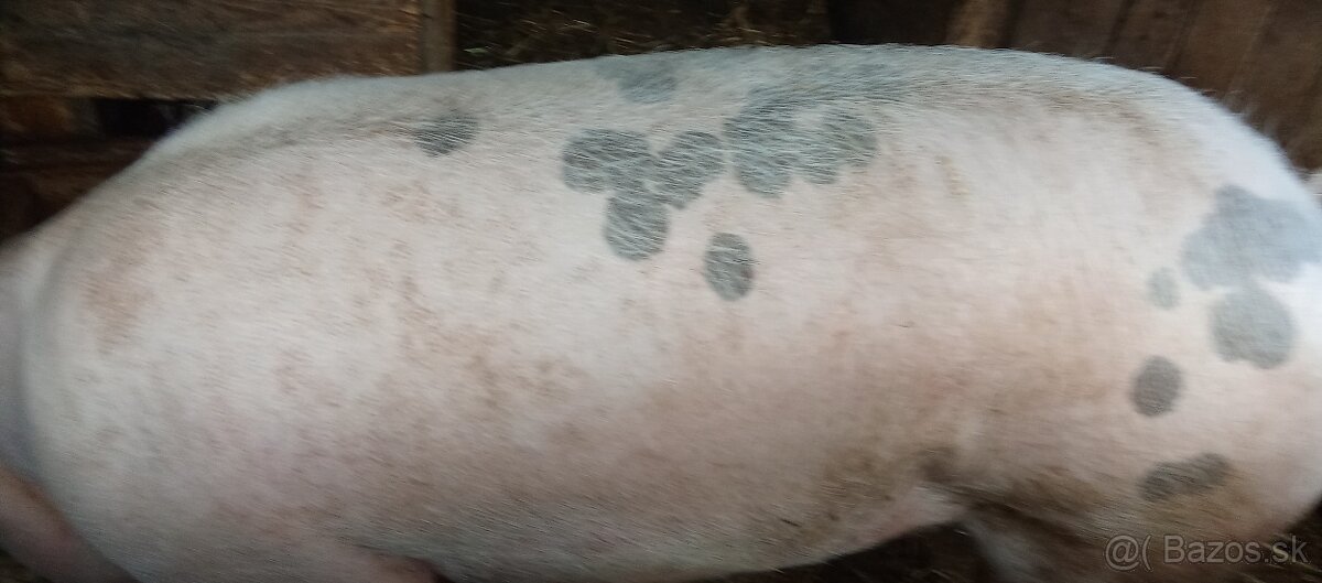 Predám prasatá - 3