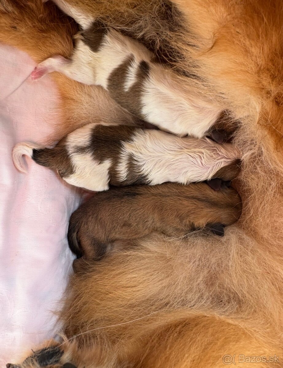 Pomeranian s PP ( FCI) - - 3