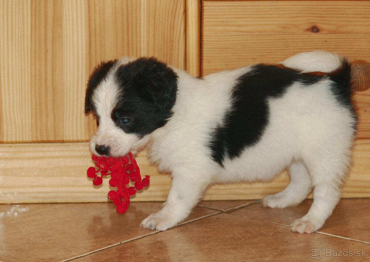 Šteniatka Border Kólia - 3