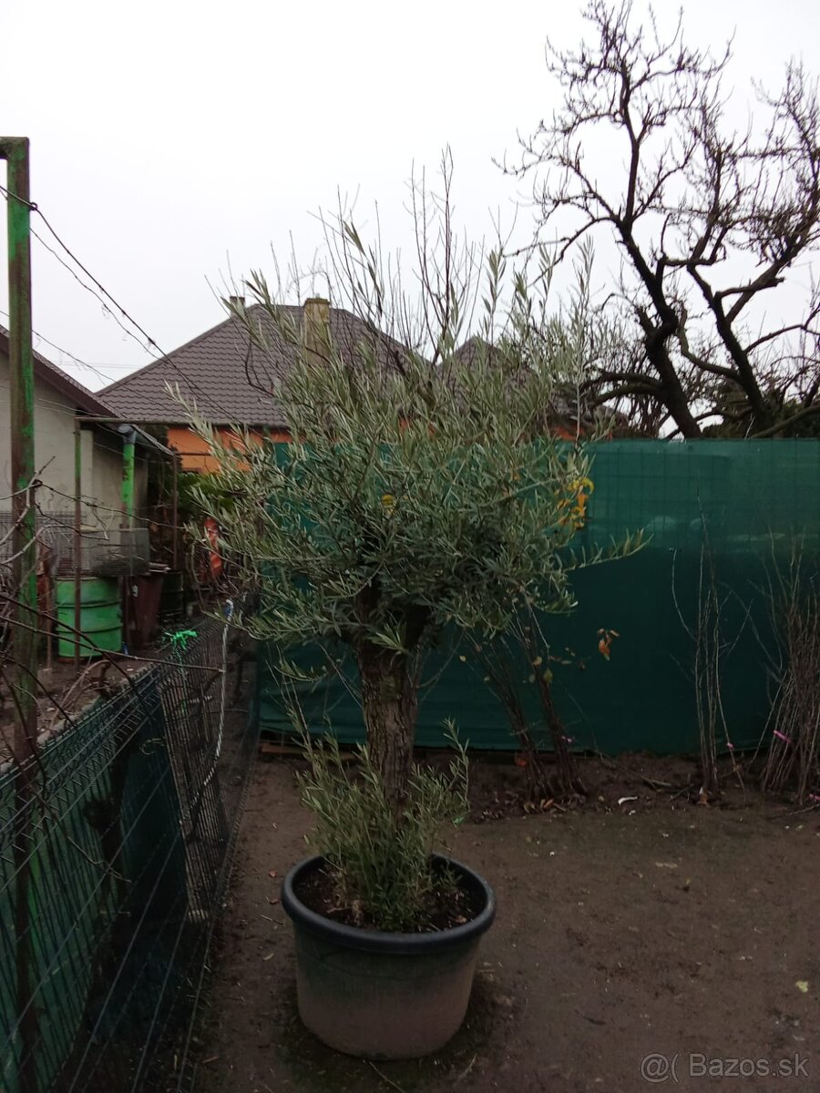 Predám olivovník Bonsai - 3