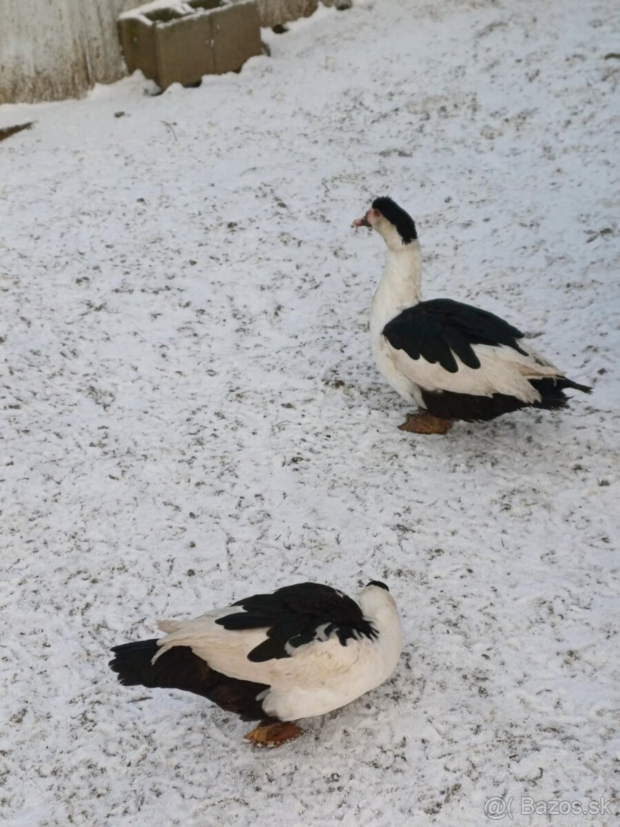 Kacice na predaj alebo vymena - 3