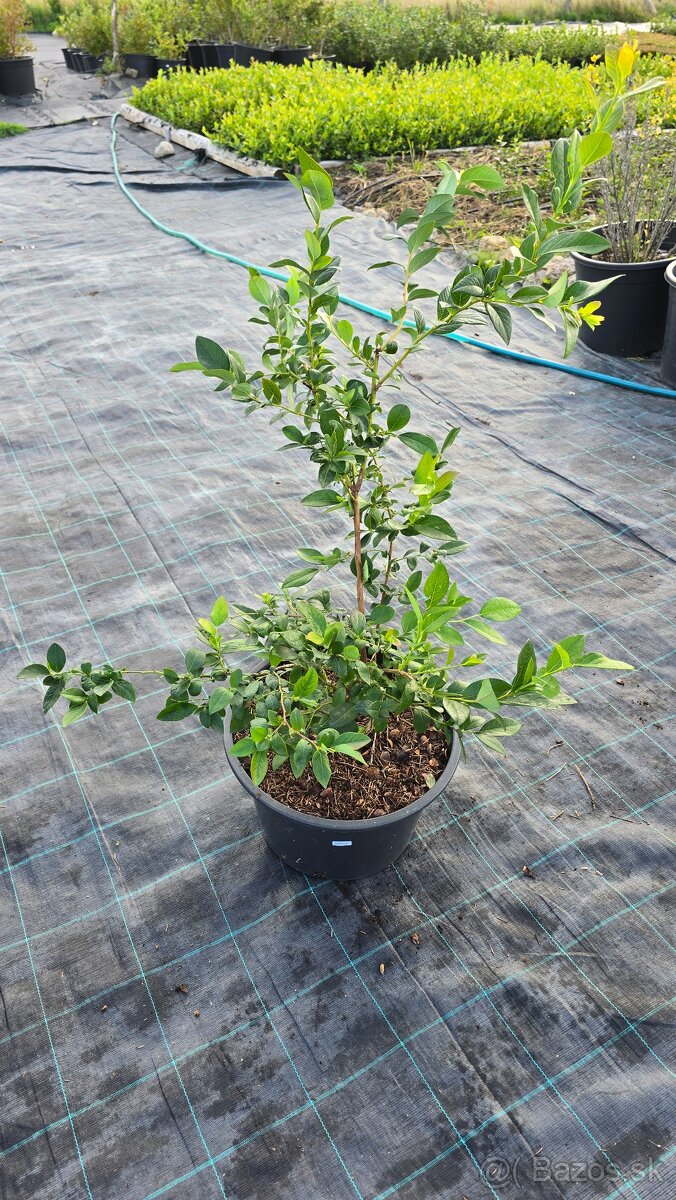 Čučoriedky kanadské sadenice - 3