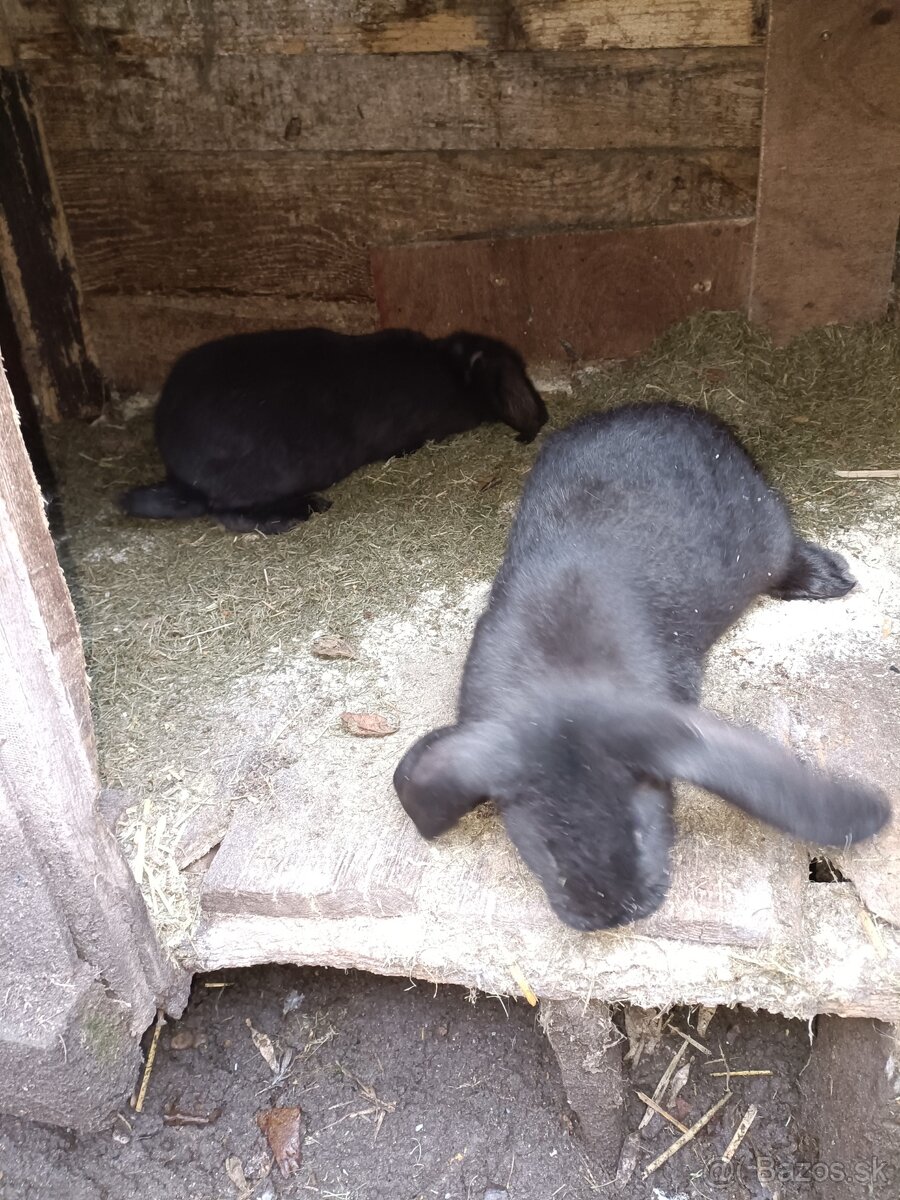 Predám králiky - 3