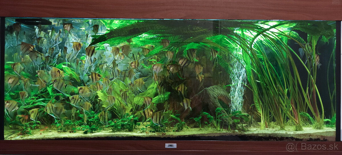 Skalár amazonský - 3