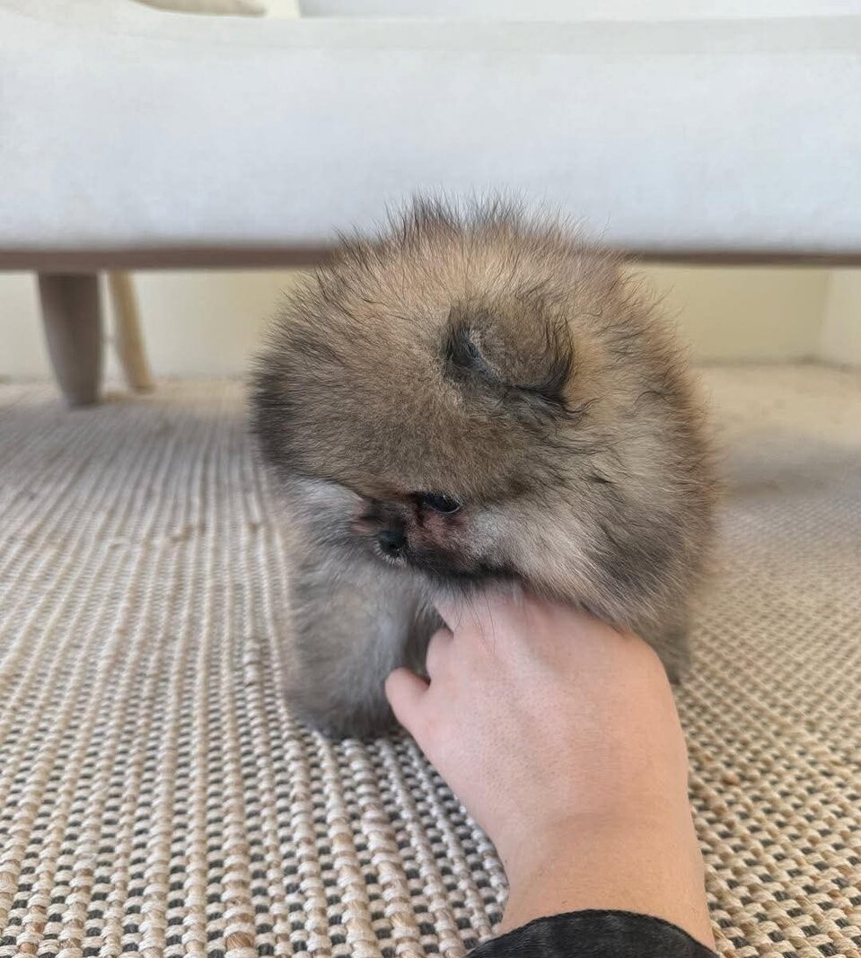 Pomeranian mini - 3