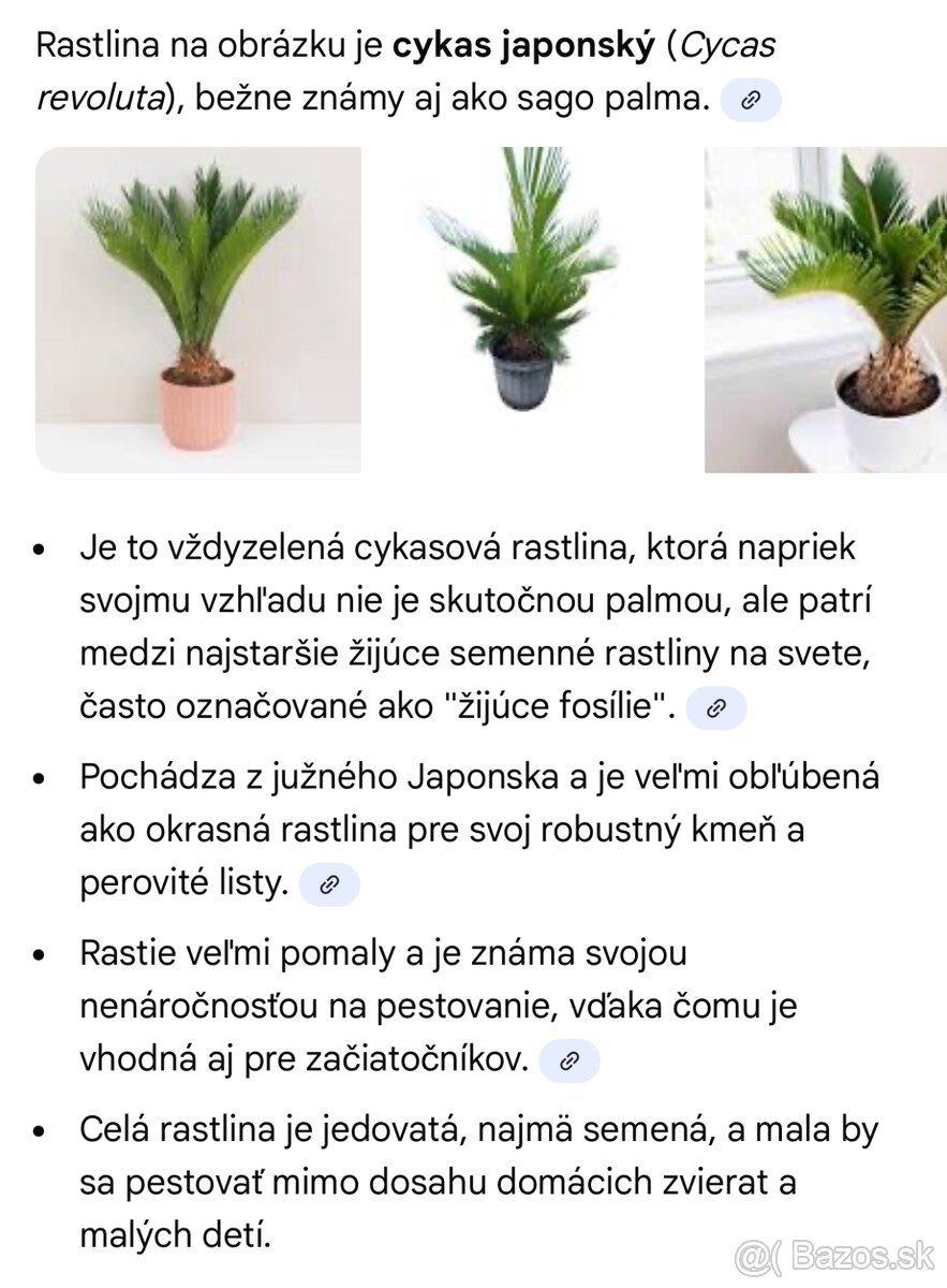 Predám krásny Cykas japonský - 3