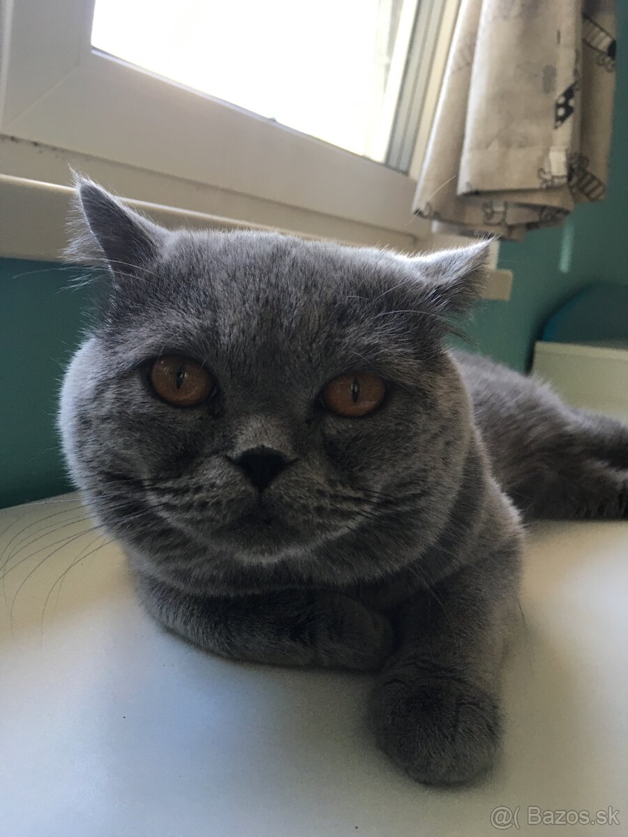 britsky kocur krytie - 3