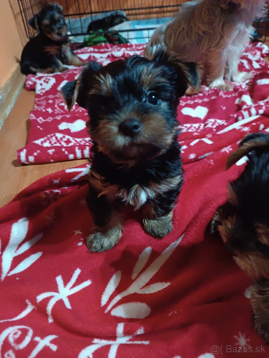 Yorkshirsky teriér - 3