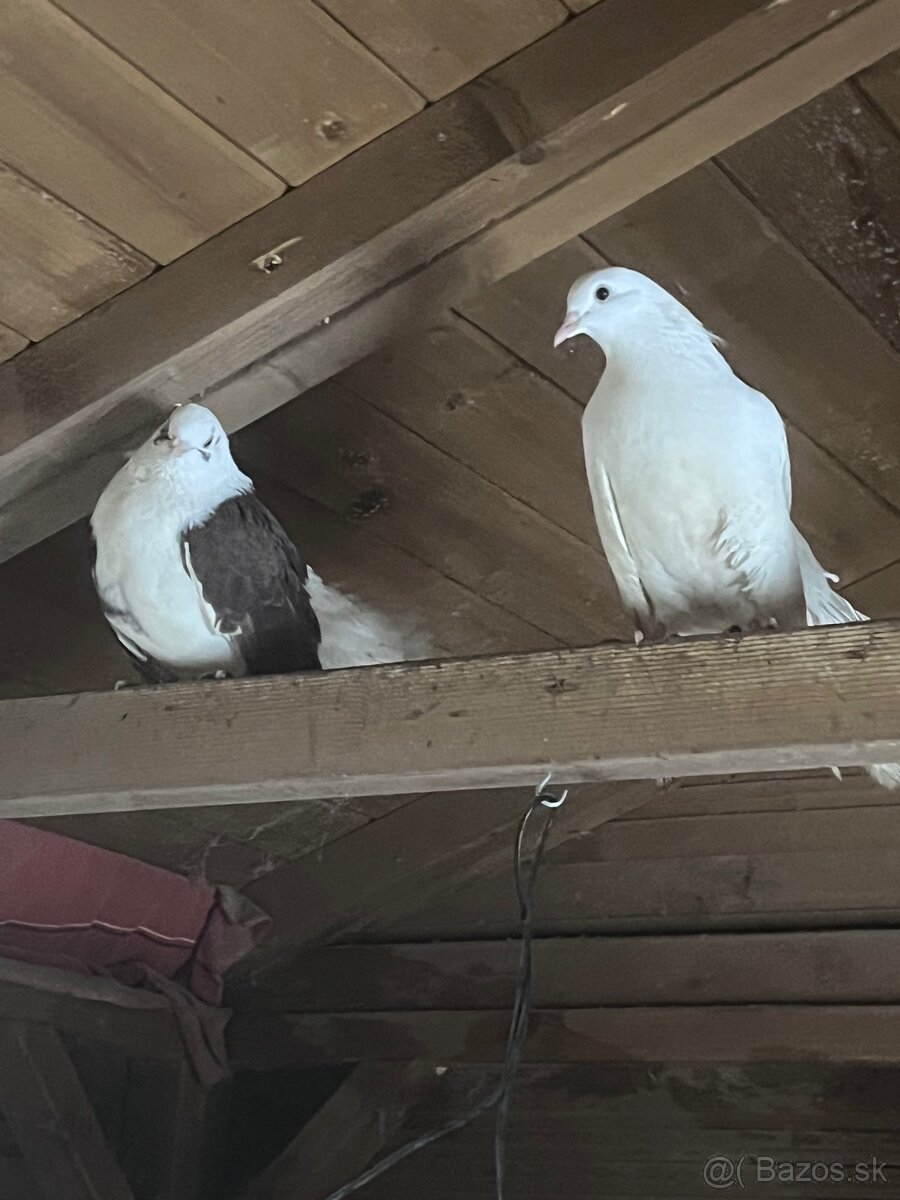 Darujem holuby - 3