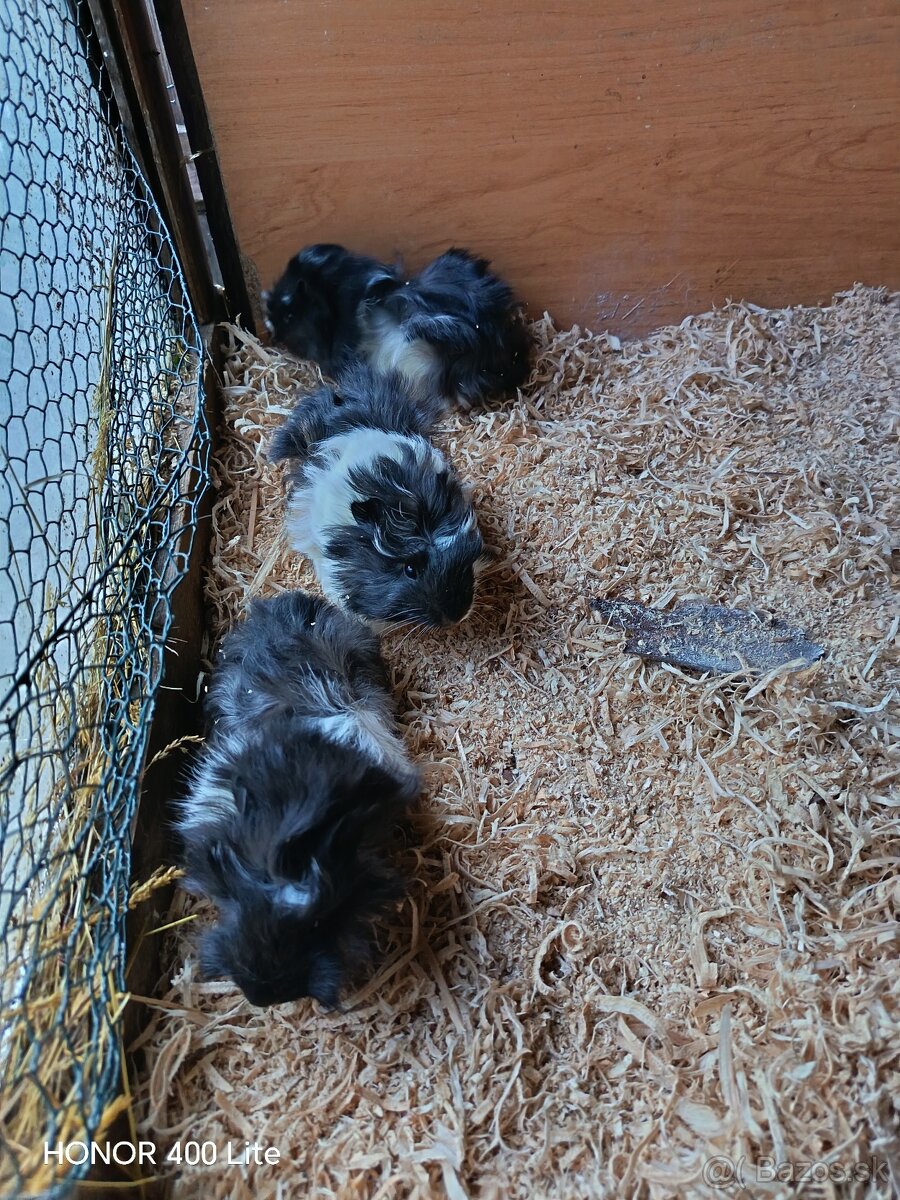 Morské prasiatka - 3