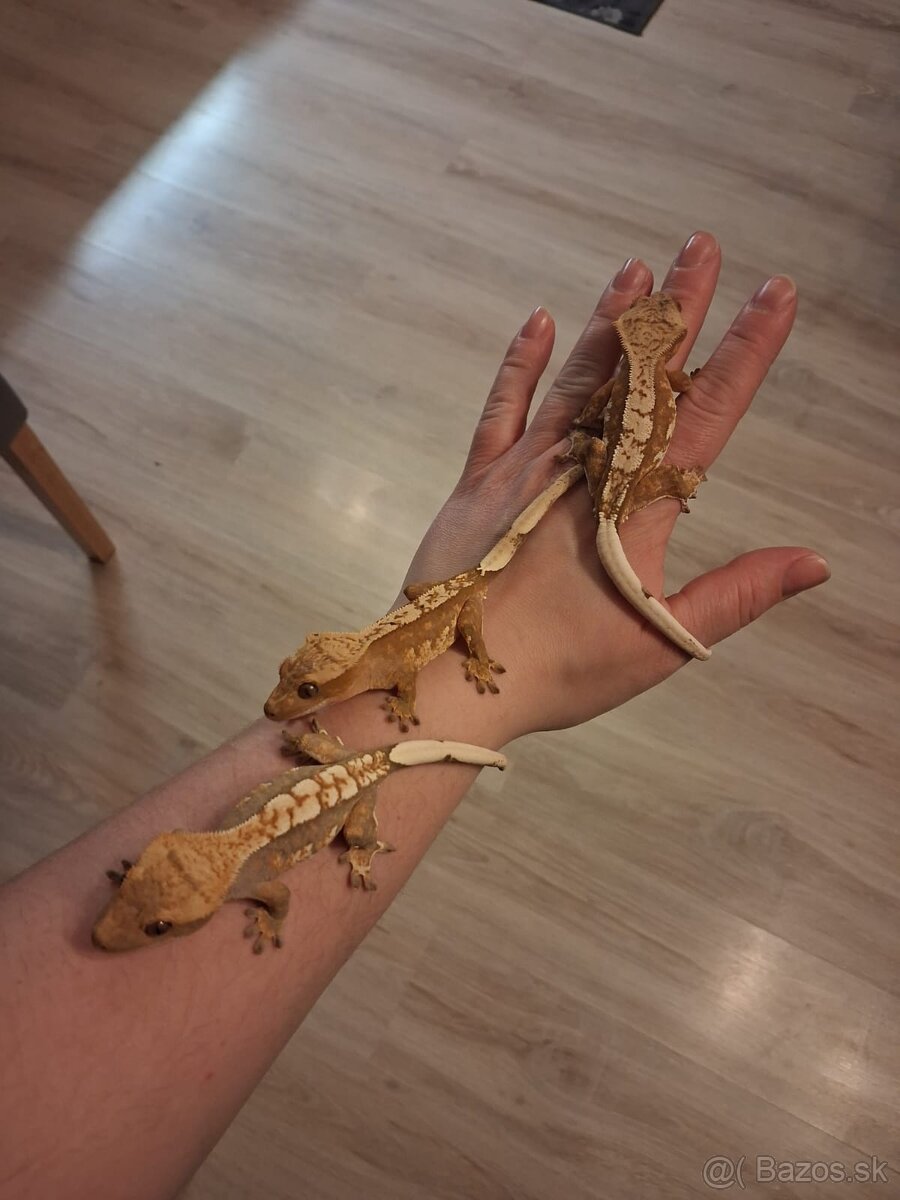 Mláďatá pagekon riasnaty - 3