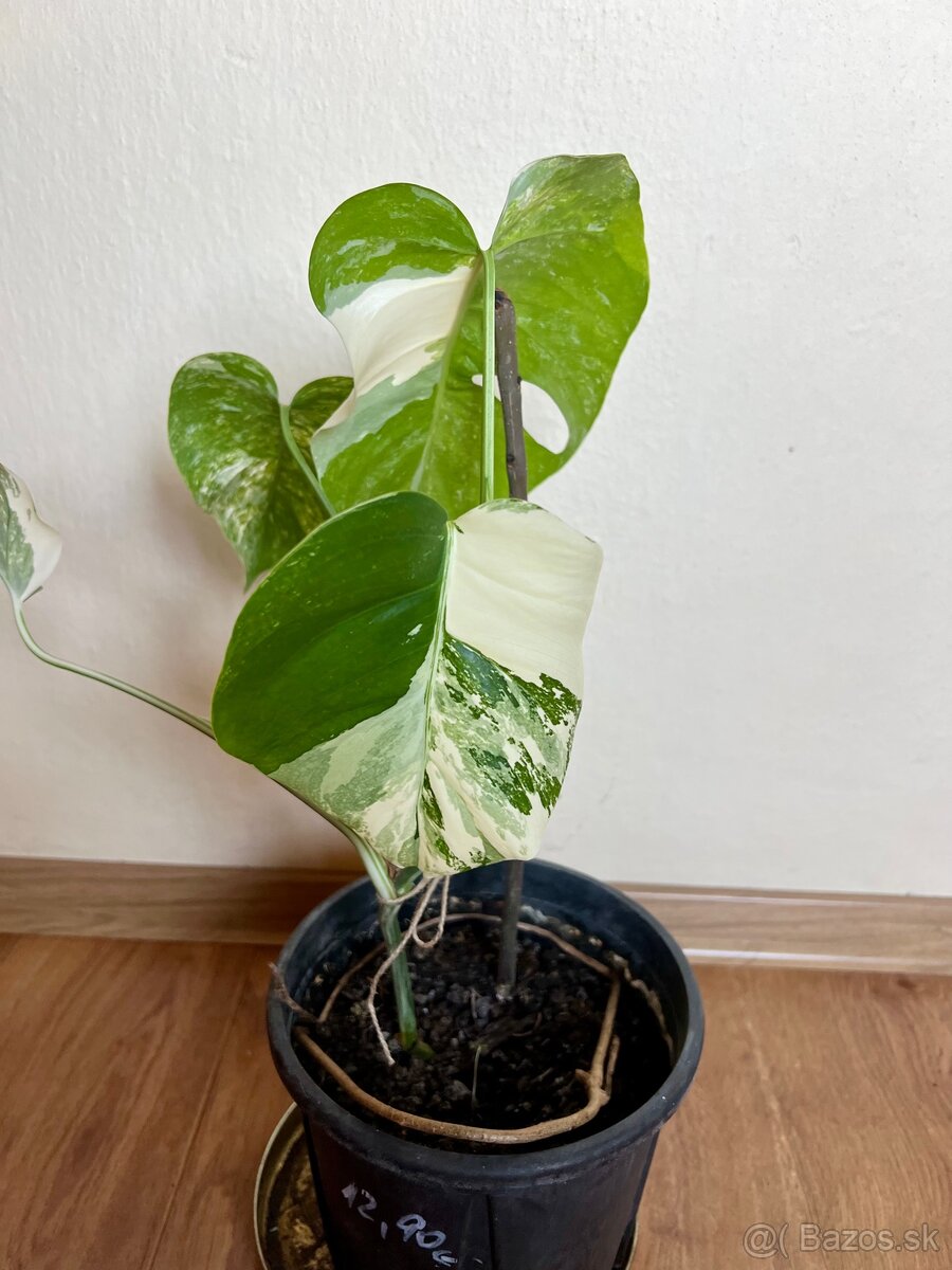 Monstera albo - 3