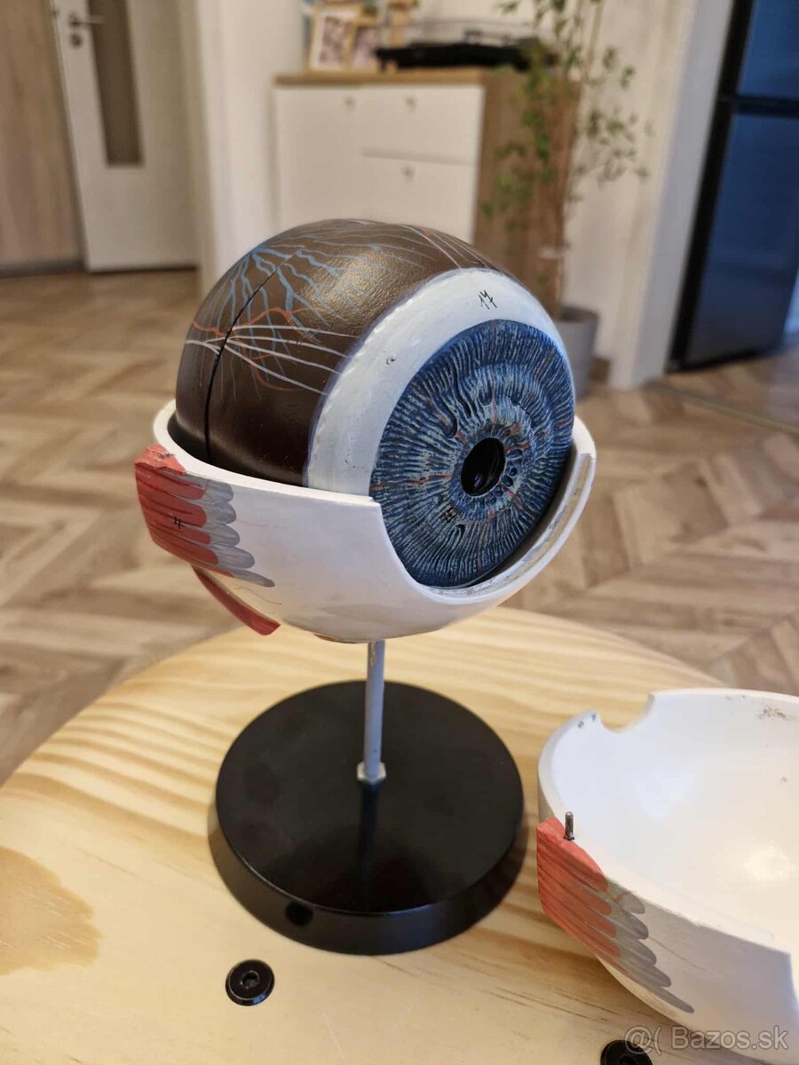 Model ľudského oka - 3