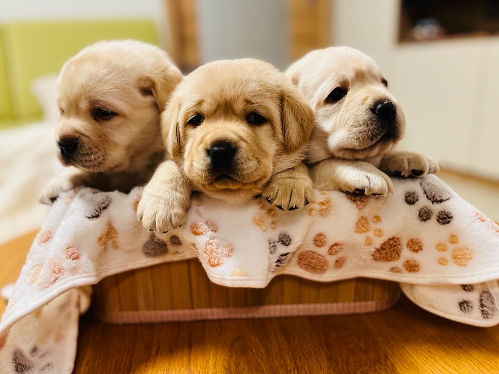 Labrador štěňátka s PP - 3