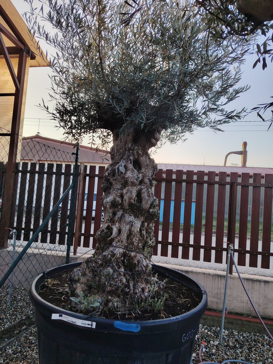 Olivovník europea - 3