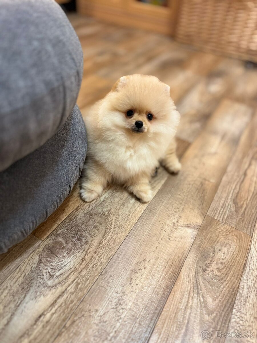 Pomeranian s PP - 3
