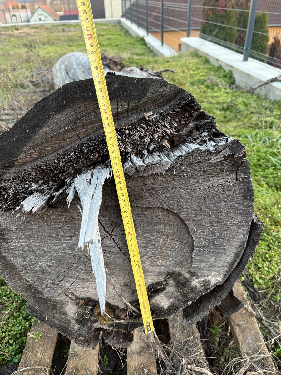 Čerešnove drevo - 3