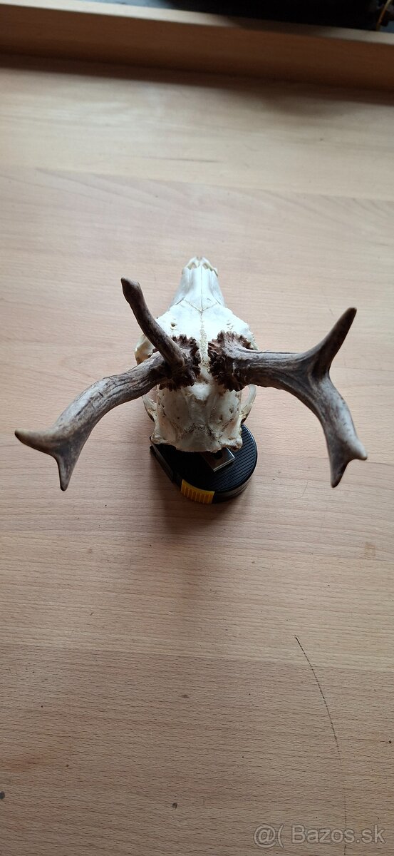 Trofej raritního srnce - 3