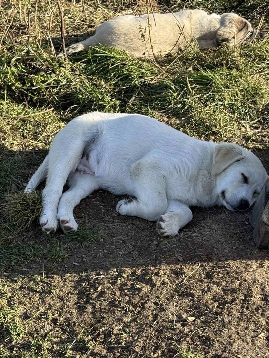 Predám šteniatka kangaly - 3