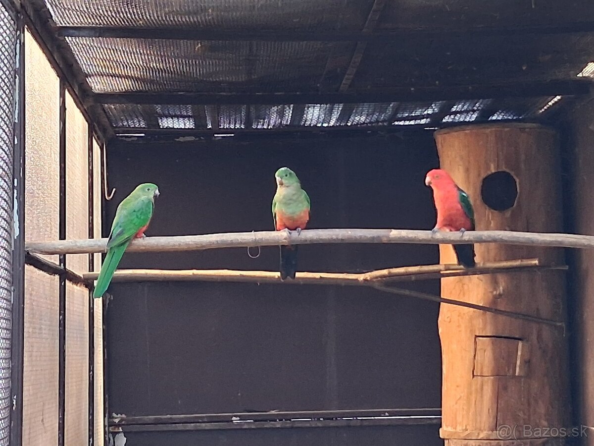 Papagáj kráľovský - samička - 3