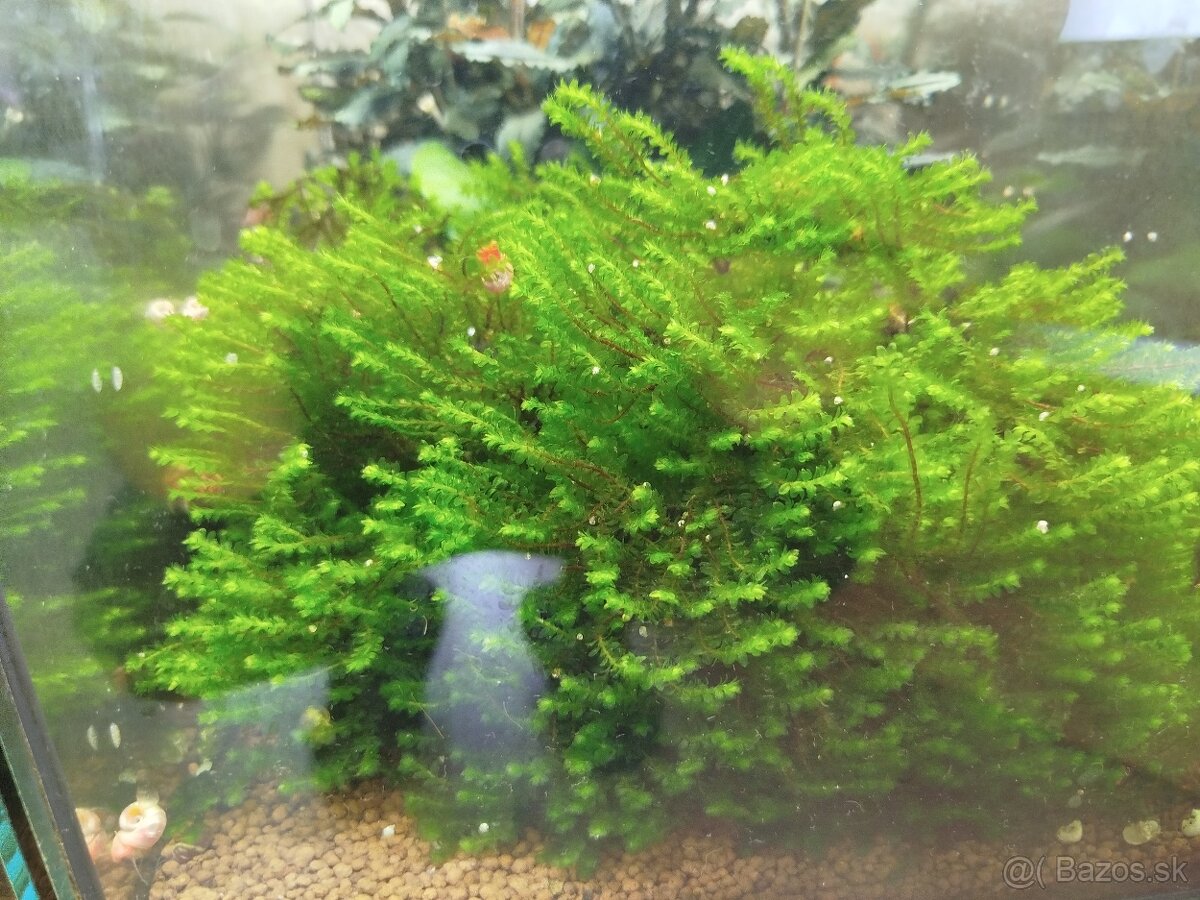 Raritné machy a rastliny - 3