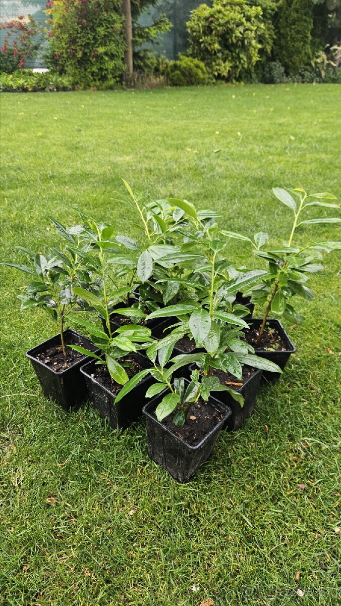 Vavrinovec lekársky - novita - 3