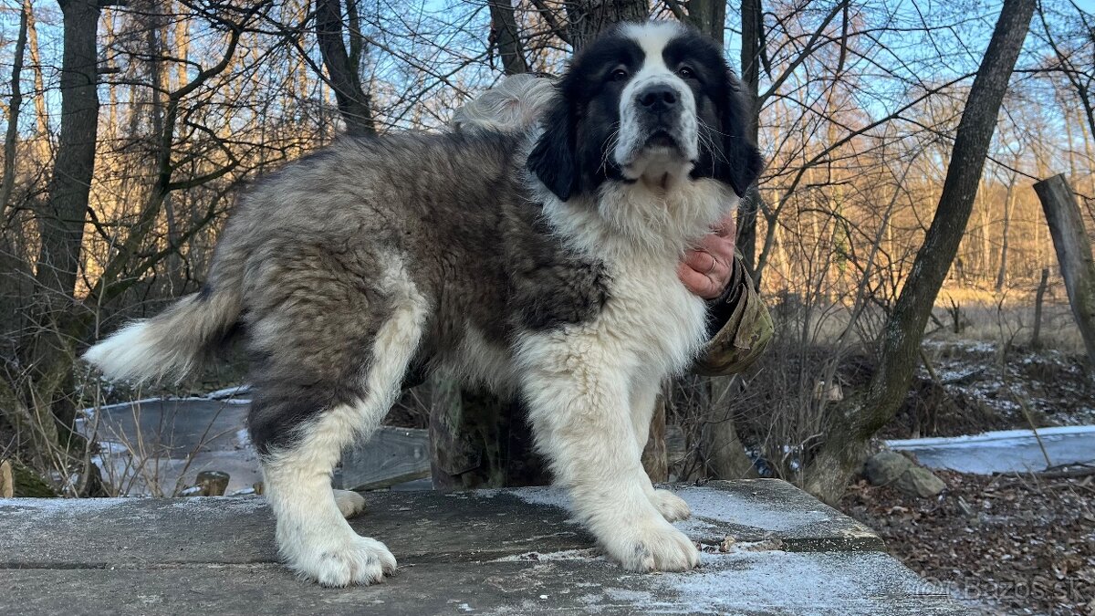 Štenata Moskovsky strážny pes - 3