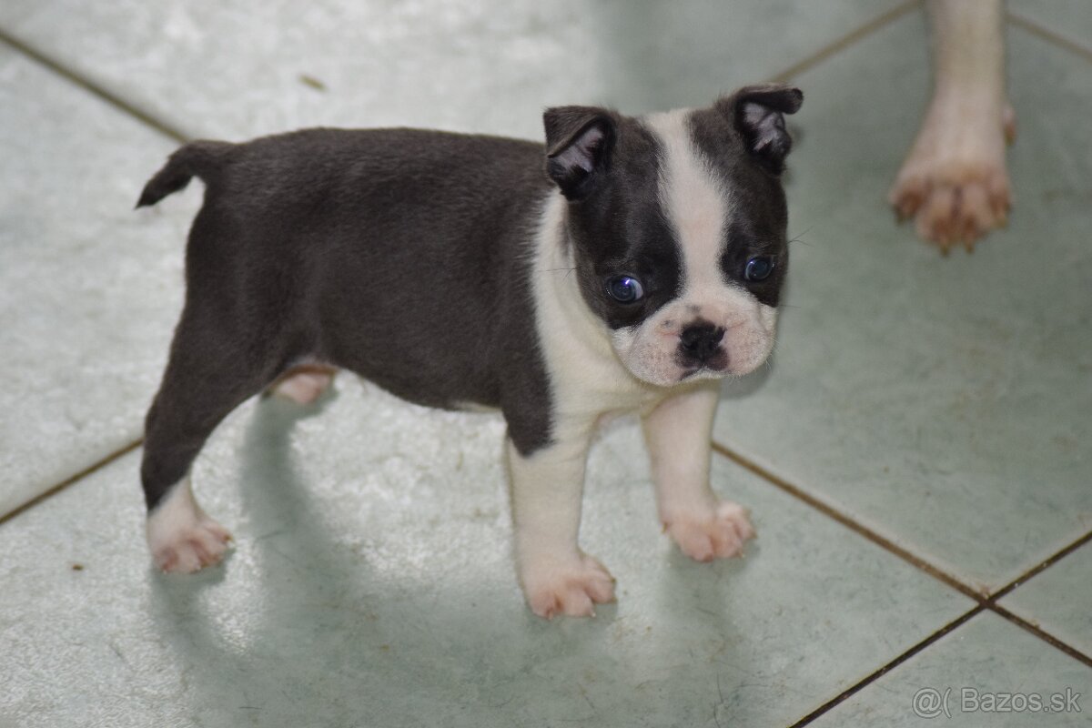 bostonský teriér s PP - modrý pejsek+ modrá holčička - 3