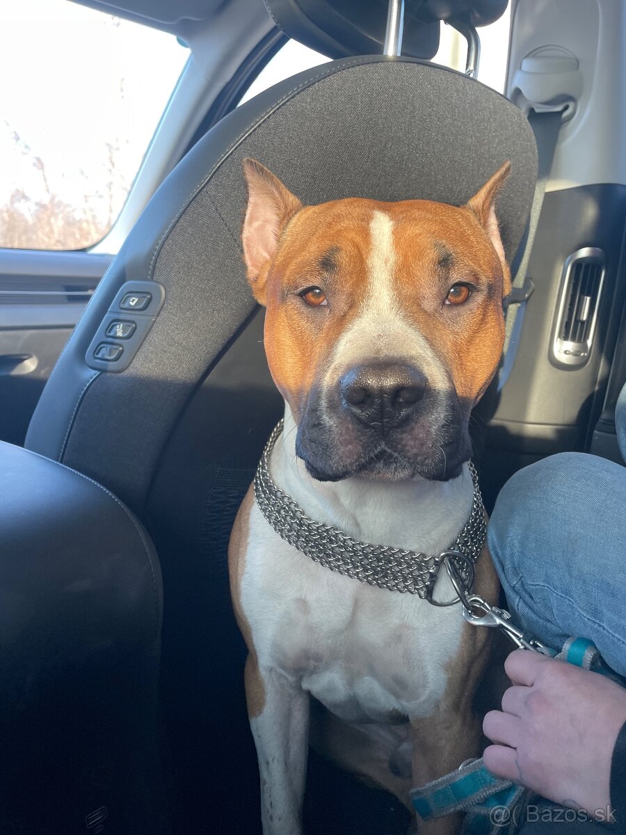 Americký Stafordširsky teriér na Krytie - 3