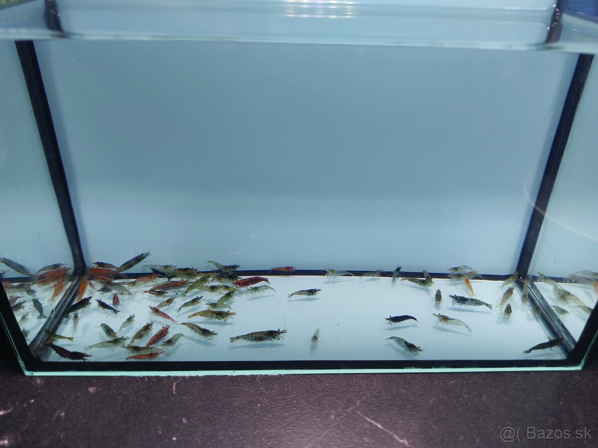 Predam Akvárium Kreviet - 3
