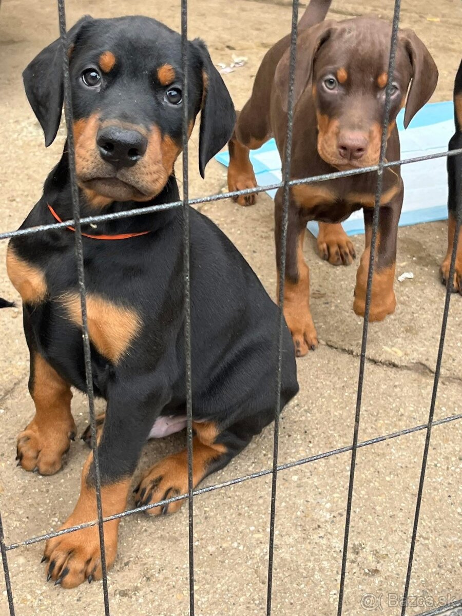 DOBERMAN ŠTENIATKA S FCI PP - 3