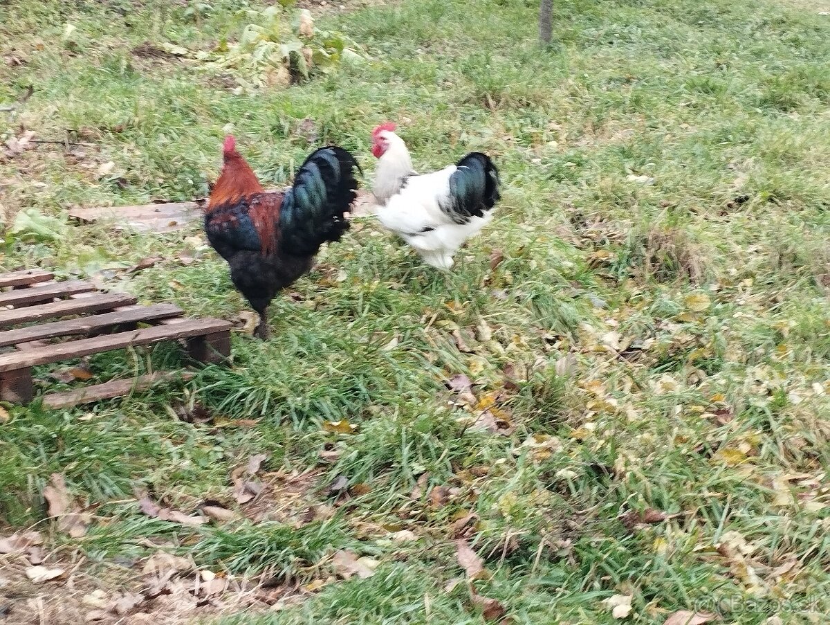 Predám mladých kohútikov - 3