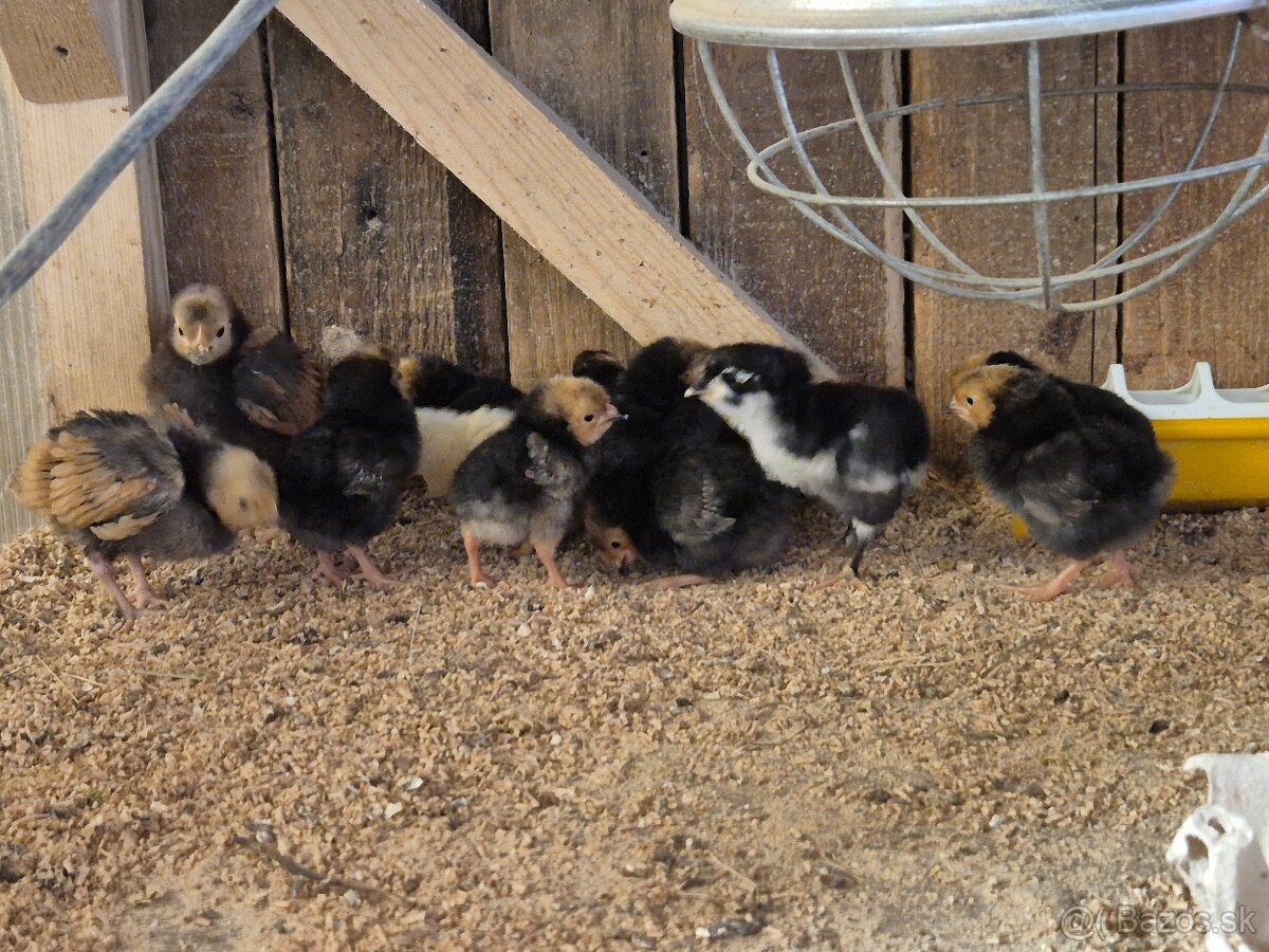 Kuriatka forverky - 3