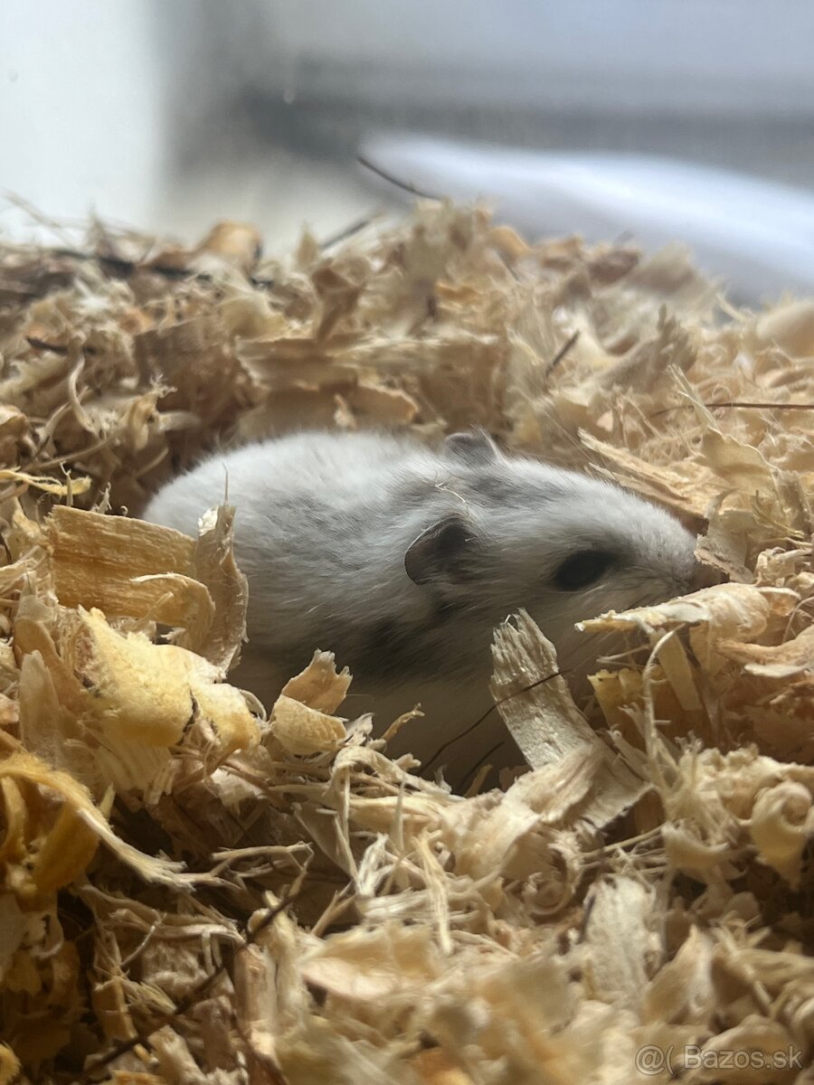 Predam škrečky džungarske - 3