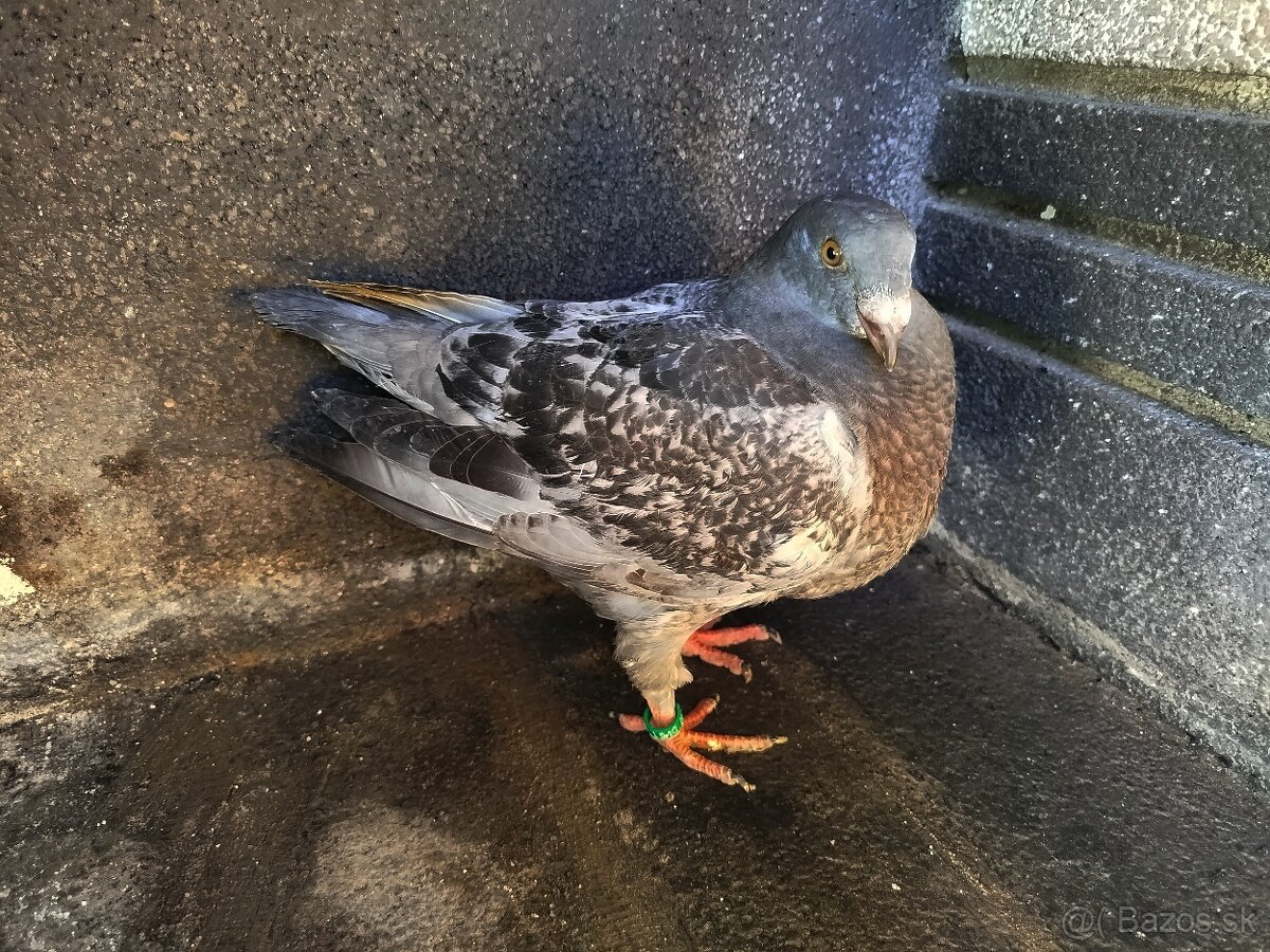 Na predaj Gigant Homer - 3