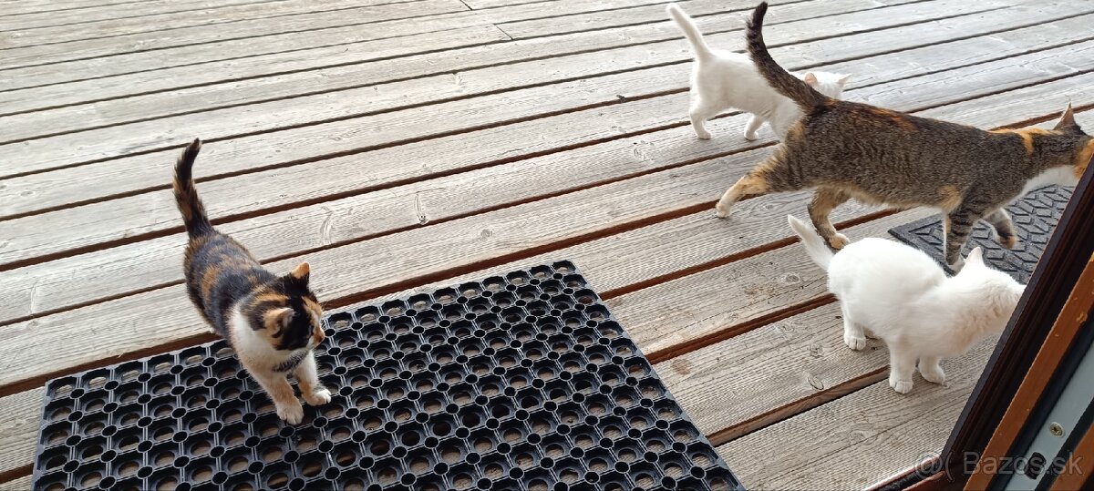 Ďarujem mačiatka - 3