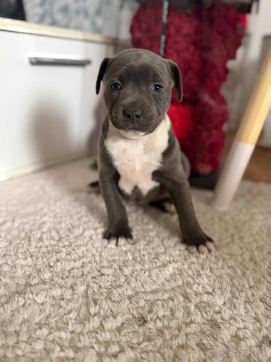 Americký stafordšírsky teriér - 3