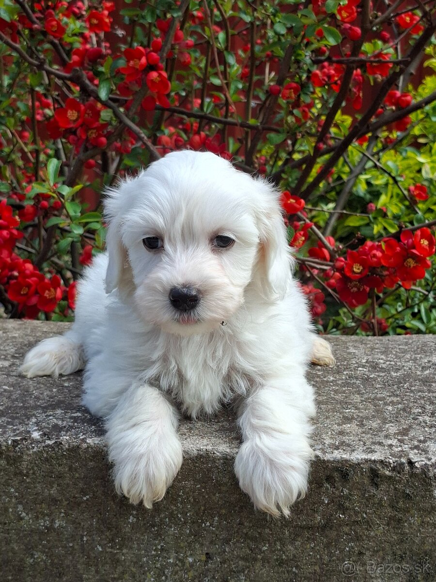 Maltipoo - 3
