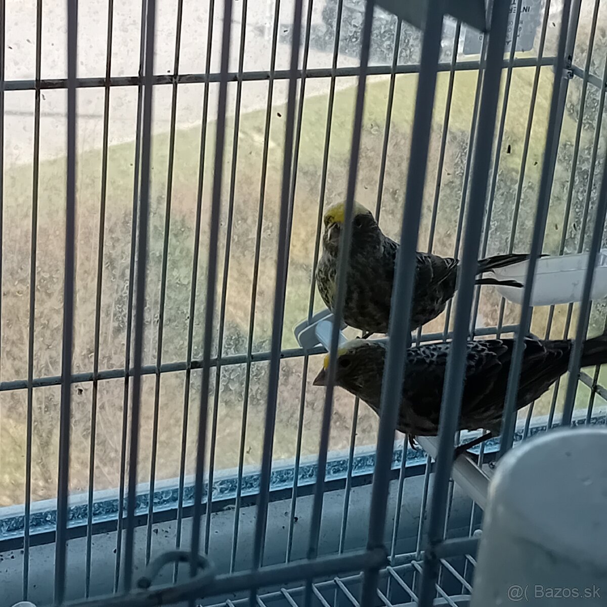 Predam kanarikov lizard - 3