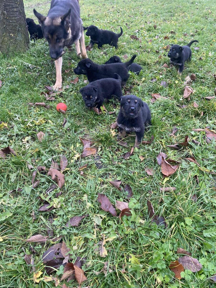 Nemecký ovčiak šteniatka - 3