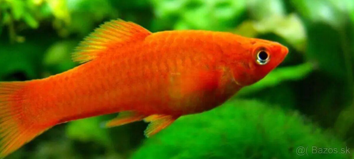 Mečuň červený - 3