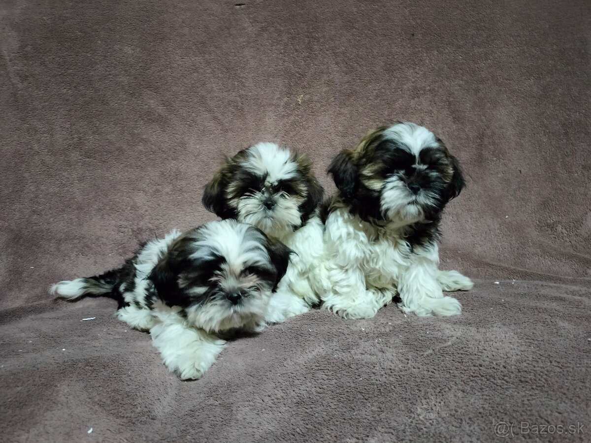 Shi_tzu, shitzu, šitzu, sicu, šicu, šizu - 3