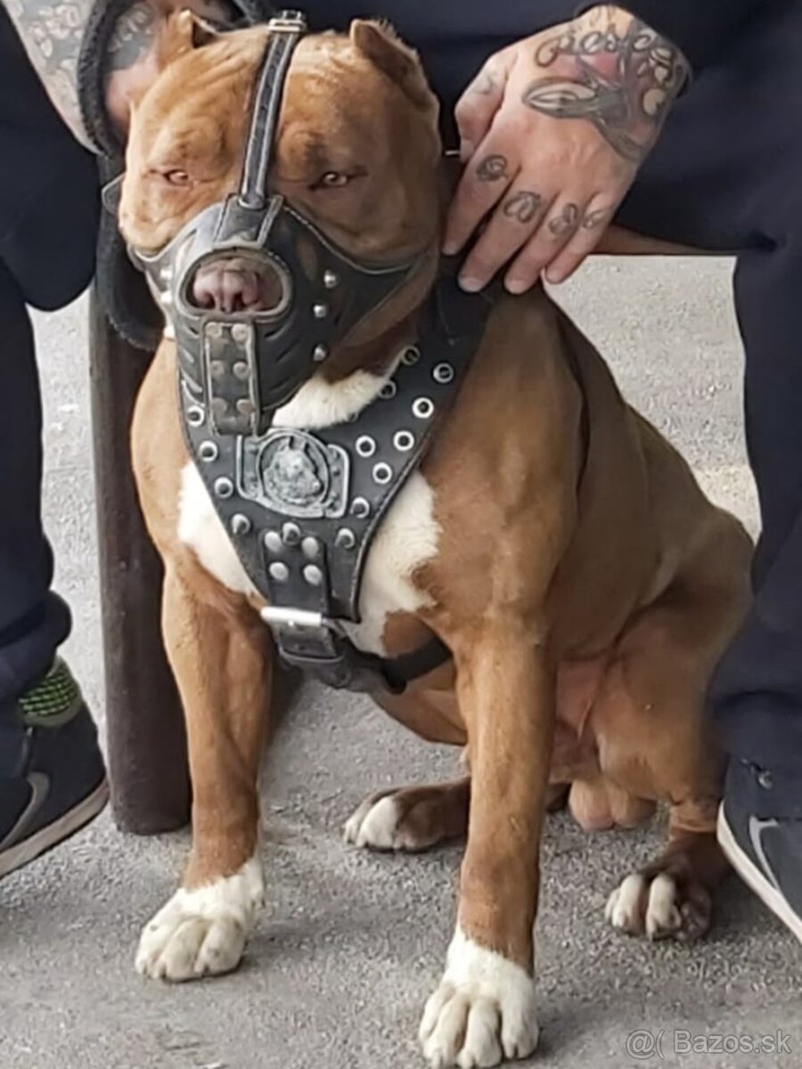 Americky pitbull - 3