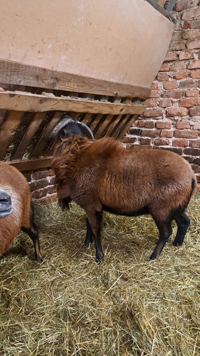 Baran Kamerunsky - 3