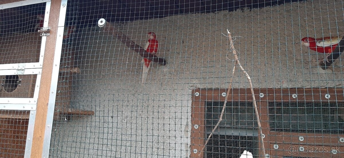 Predam rozely, penanty 25 - 3